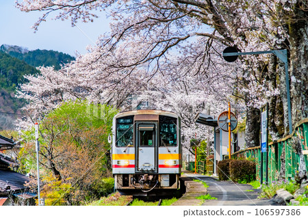 Inbi Line Miura Station cherry blossom tunnel 106597386