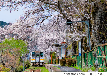 因美線三浦站櫻花隧道 因美線三浦站櫻花隧道 106597389