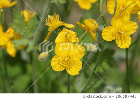 Xasanow的花朵 Xasanow的花朵 106597445