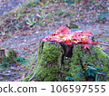 Autumn leaves that fell on the stump 106597555