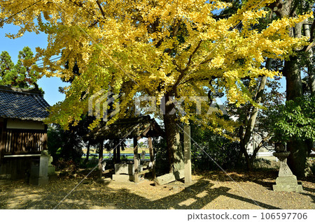 富戶神社長屋和大銀杏樹 106597706