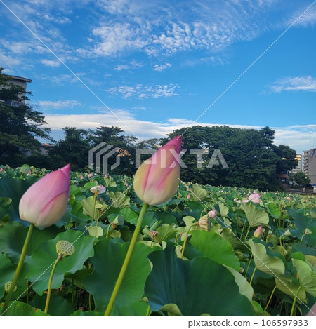 Late-blooming water lilies in the moat of Satake Castle Ruins Park Late-blooming water lilies in the moat of Satake Castle Ruins Park 106597933