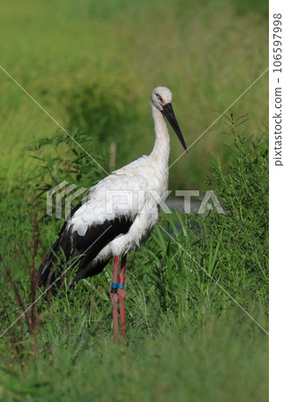 一隻鸛在稻田裡覓食 106597998