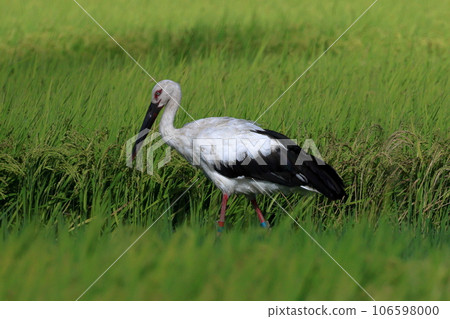 一隻鸛在稻田裡覓食 106598000