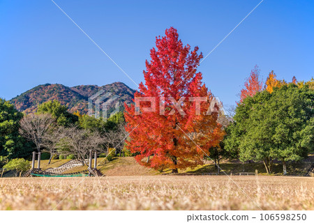 秋葉圖像[三重縣森林/紅色聖誕樹] 106598250