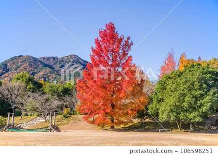 秋葉圖像[三重縣森林/紅色聖誕樹] 106598251