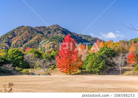 Autumn leaves image [Mie Prefectural Forest / Red Christmas Tree] 106598253
