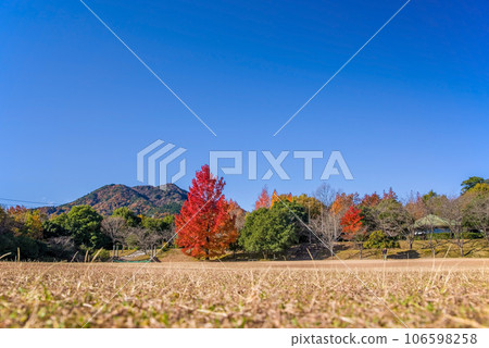 Autumn leaves image [Mie Prefectural Forest / Red Christmas Tree] 106598258