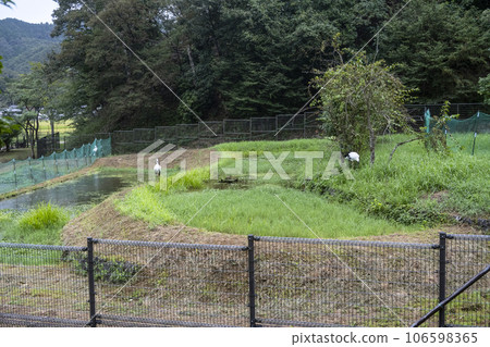 鸛之佐公園的鸛 鸛之佐公園的鸛 106598365
