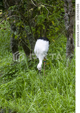 鸛之佐公園的鸛 鸛之佐公園的鸛 106598366