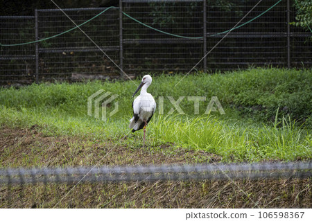 鸛之佐公園的鸛 106598367
