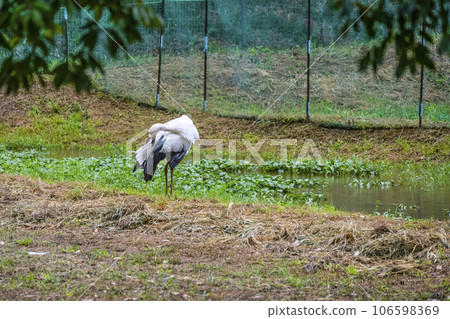 Stork at Stork no Sato Park 106598369