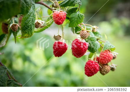 Red raspberry in garden. Branch of ripe raspberries, closeup. Red raspberries and green leaves 106598392