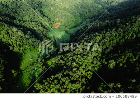 High angle forest and green trees High angle forest and green trees 106598489