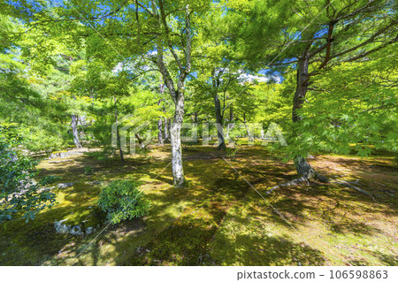 金閣寺(六園寺)庭院、鬱鬱蔥蔥的花園 金閣寺(六園寺)庭院、鬱鬱蔥蔥的花園 106598863