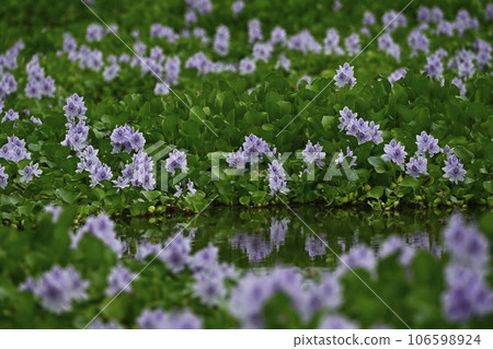 Water hyacinth flower field 106598924