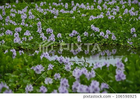 Water hyacinth flower field 106598925