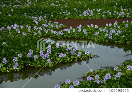 Water hyacinth flower field Water hyacinth flower field 106598935
