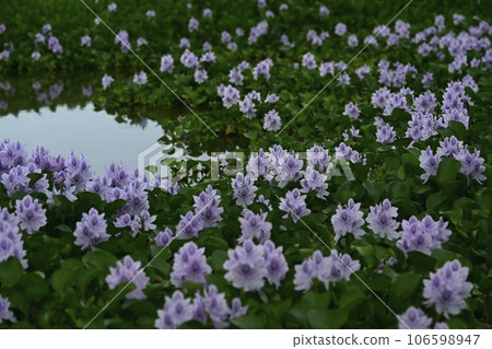 Water hyacinth flower field Water hyacinth flower field 106598947