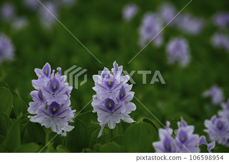 Water hyacinth flower field 106598954