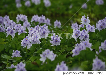 Water hyacinth flower field 106598955