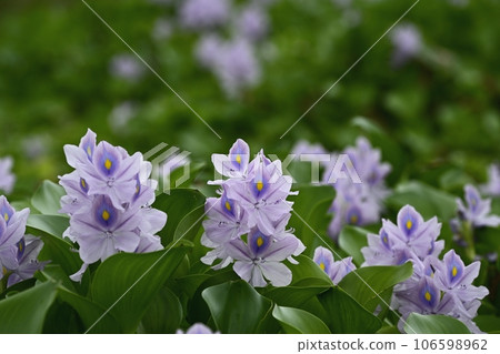 水葫蘆花 106598962