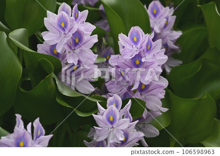 水葫蘆花 106598963