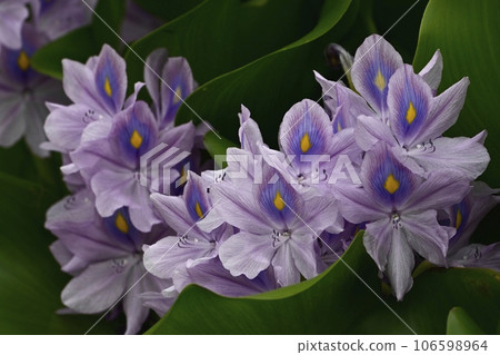 水葫蘆花 106598964