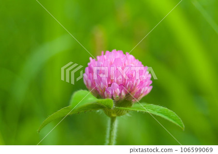 beautiful purple clover beautiful purple clover 106599069