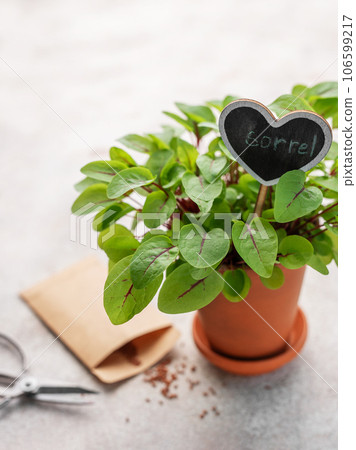 A pot with fresh sorrel microgreens 106599217
