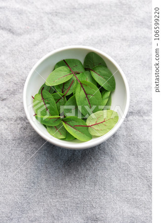 Fresh sorrel microgreens 106599220