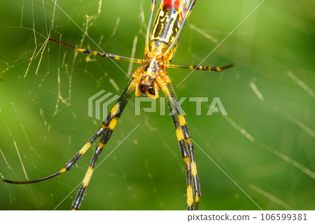 Spider spins a web and waits for prey Spider spins a web and waits for prey 106599381