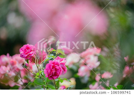 Pink roses in the park Pink roses in the park 106599741