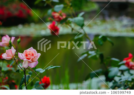 Pink roses in the park Pink roses in the park 106599749