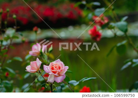 Pink roses in the park Pink roses in the park 106599750