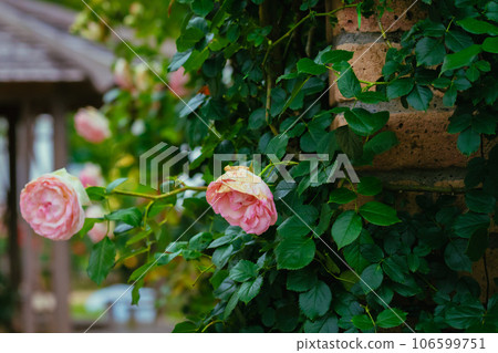 Pink roses in the park Pink roses in the park 106599751