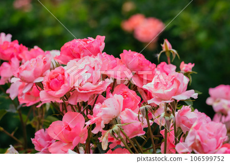 Pink roses in the park Pink roses in the park 106599752