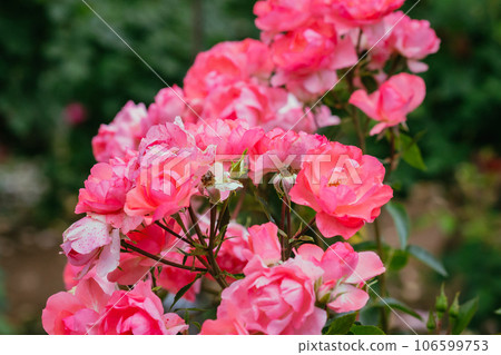 Pink roses in the park Pink roses in the park 106599753
