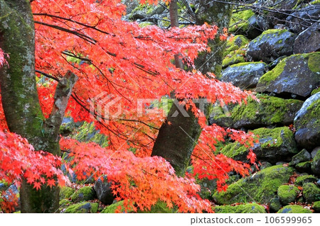 Autumn leaves of Komoro Kakoen 106599965