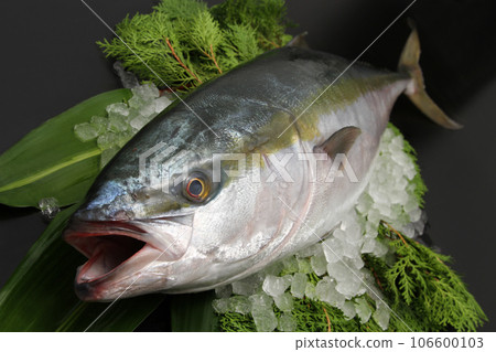 新鮮鰤魚/活鰤魚/ 新鮮鰤魚/活鰤魚/ 106600103