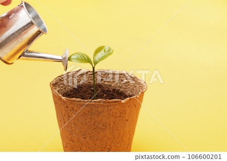 Small seedling in a pile of soil. Female woman hand waters a sprout from a toy watering can 106600201