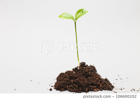 Small sprout seedling in a pile of soil isolated on a gray paper background close Small sprout seedling in a pile of soil isolated on a gray paper background close 106600202