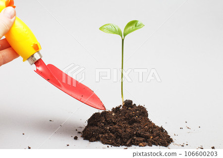 Female hand holding a shovel near seedling of a plant in the soil isolated on a gray background 106600203