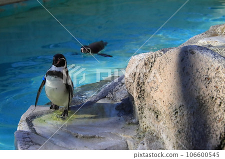 洪堡企鵝【千葉動物園內】 洪堡企鵝【千葉動物園內】 106600545