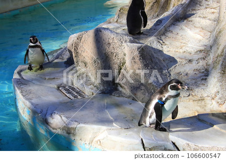 洪堡企鵝【千葉動物園內】 106600547