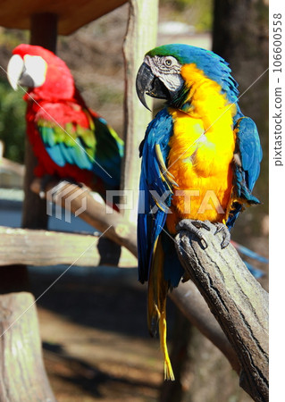 colorful macaw colorful macaw 106600558