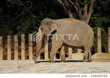 大象[千葉縣千葉市動物園] 106600569
