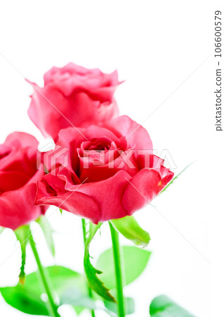 玫瑰紅葡萄酒 106600579