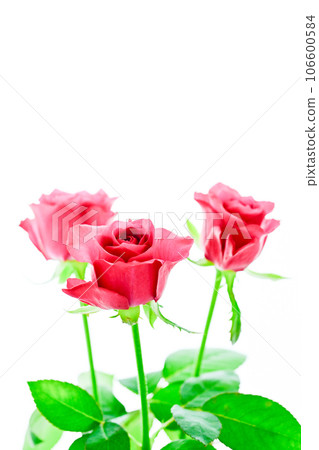 Rose of wine red 106600584