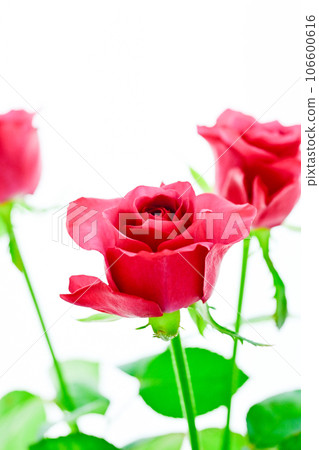 玫瑰紅葡萄酒 玫瑰紅葡萄酒 106600616